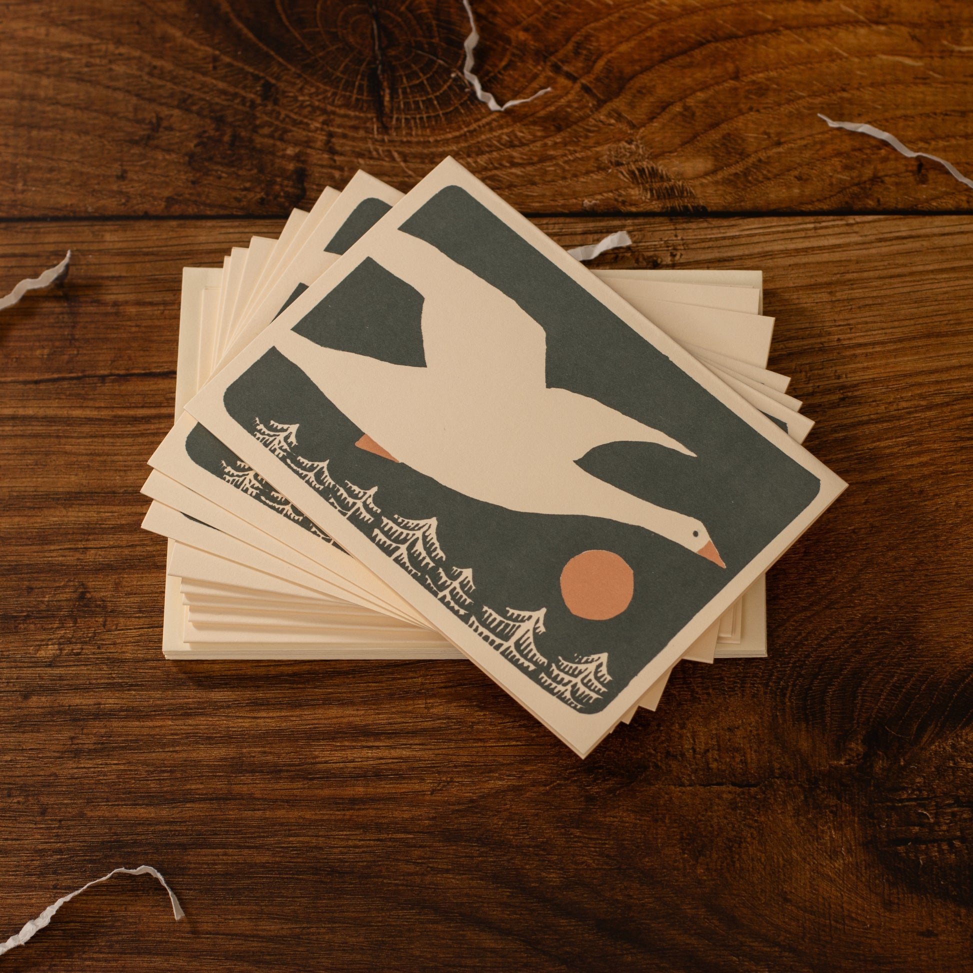 Snow Goose