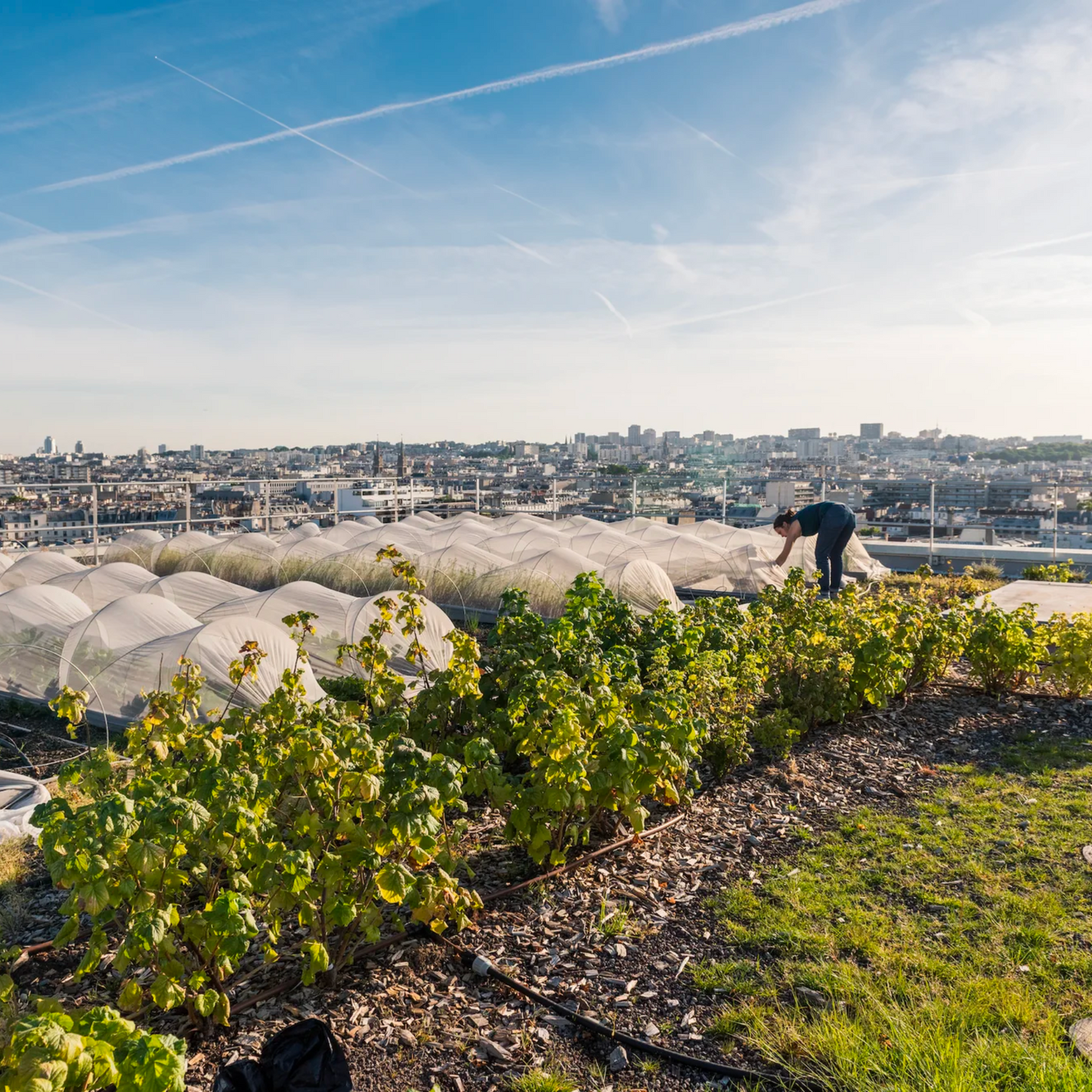 growing food in the city book