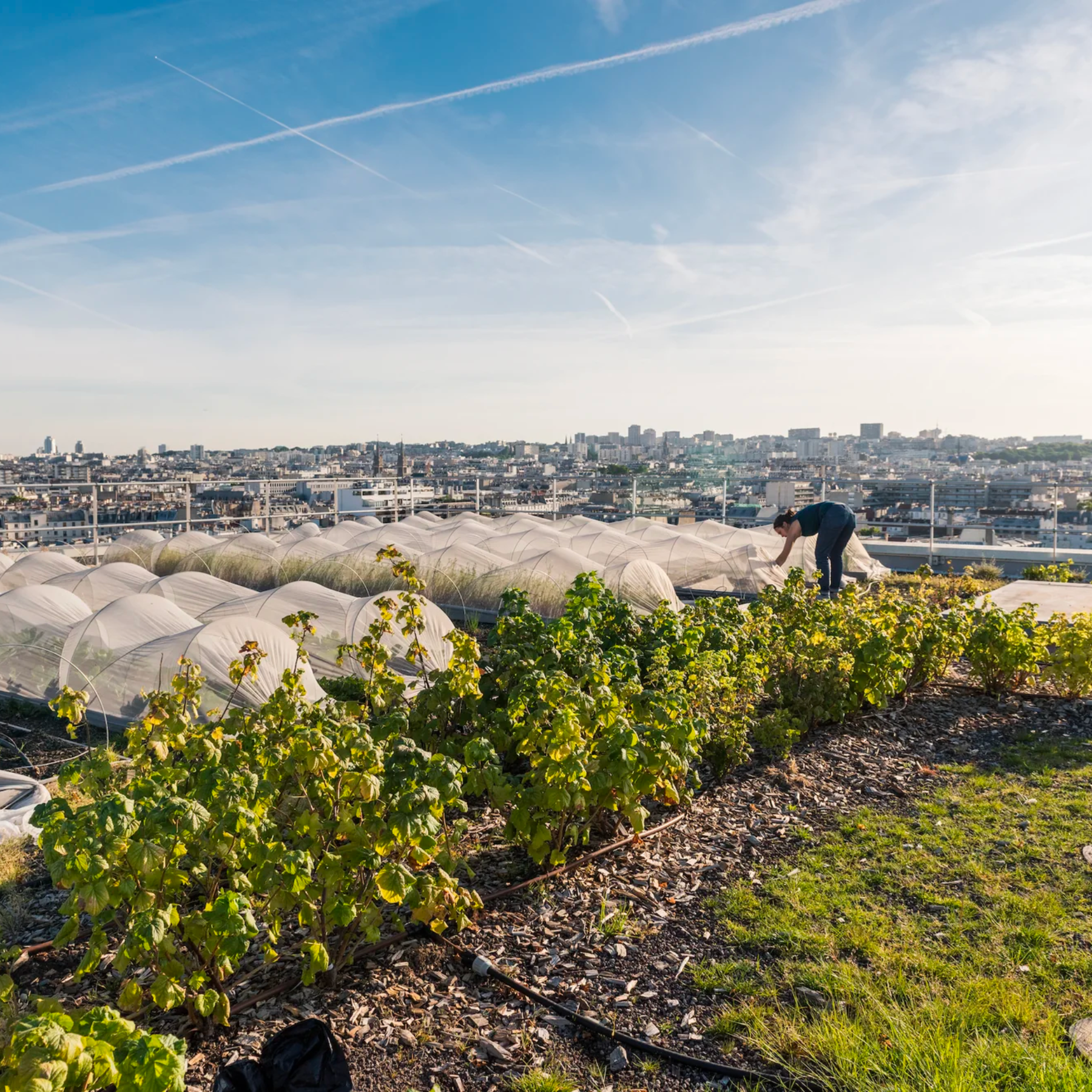Urban Farmers